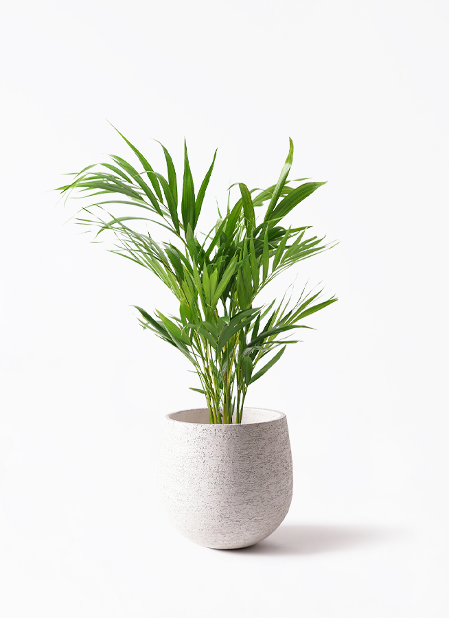 観葉植物 アレカヤシ 6号 プラスチック鉢 | 観葉植物ならHitoHana(ひと