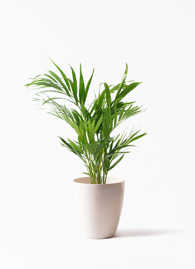観葉植物 アレカヤシ 6号 ラスターポット 付き | 観葉植物ならHitoHana