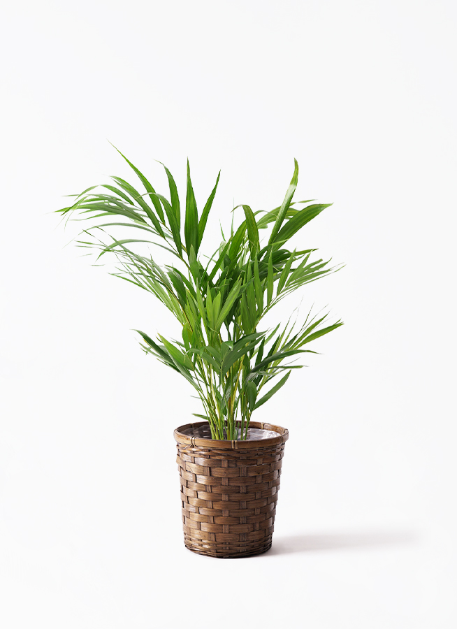 観葉植物 アレカヤシ 6号 プラスチック鉢 | 観葉植物ならHitoHana(ひと