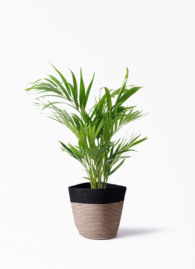観葉植物 アレカヤシ 6号 ラスターポット 付き | 観葉植物ならHitoHana