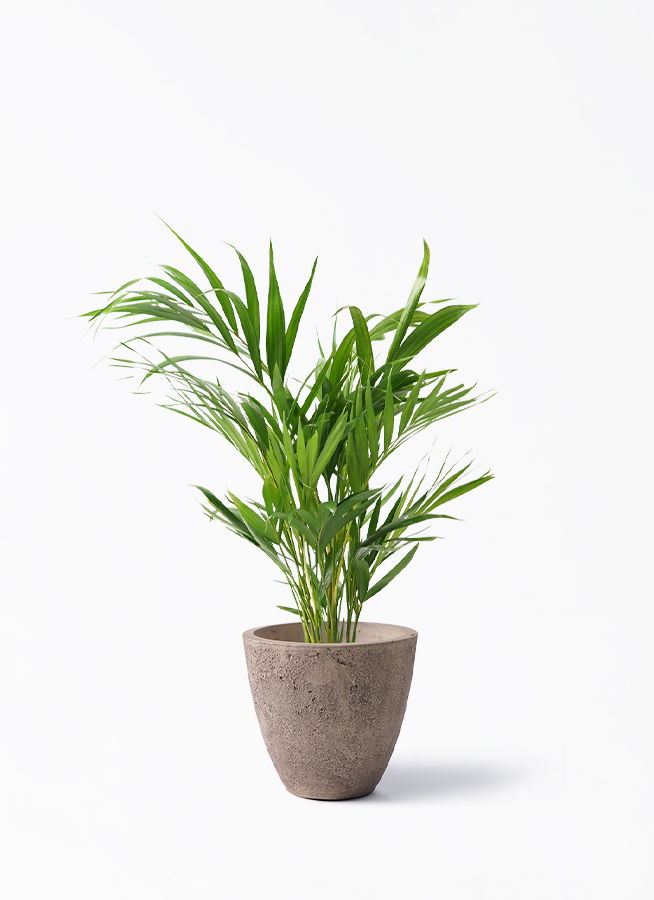 週末特価！アレカヤシ　苗　苗木　観葉植物　9号鉢　スーパーアレカヤシ　大株 タイムセール！アレカヤシ 苗 苗木 観葉植物 9号鉢 スーパーアレカヤシ