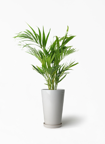dypsis-lutescens-340_1.jpg?