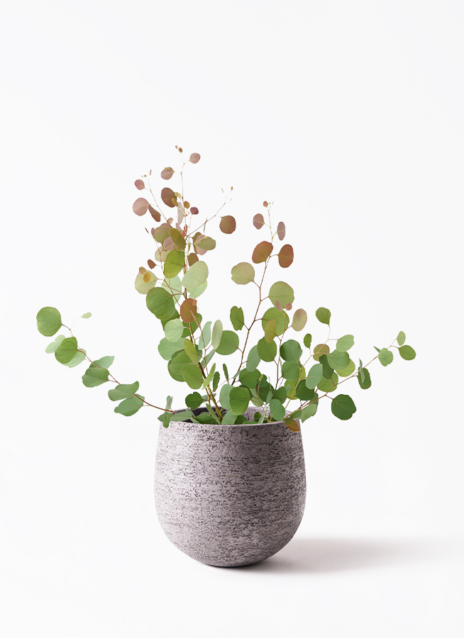 観葉植物 ユーカリ 6号 ポポラス（ポリアンセモス