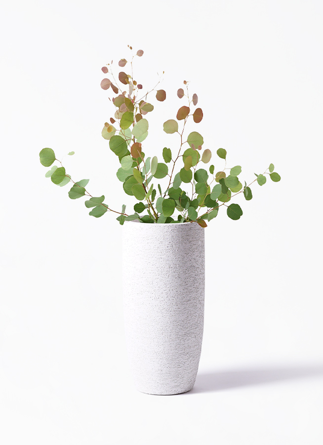 観葉植物 ユーカリ 6号 ポポラス（ポリアンセモス） Eco Stone（エコ