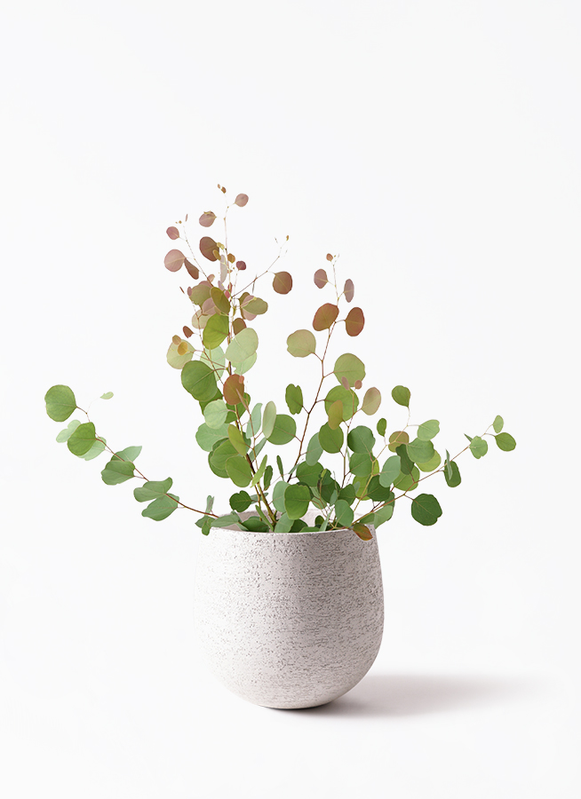 観葉植物 ユーカリ 6号 ポポラス（ポリアンセモス） レザー