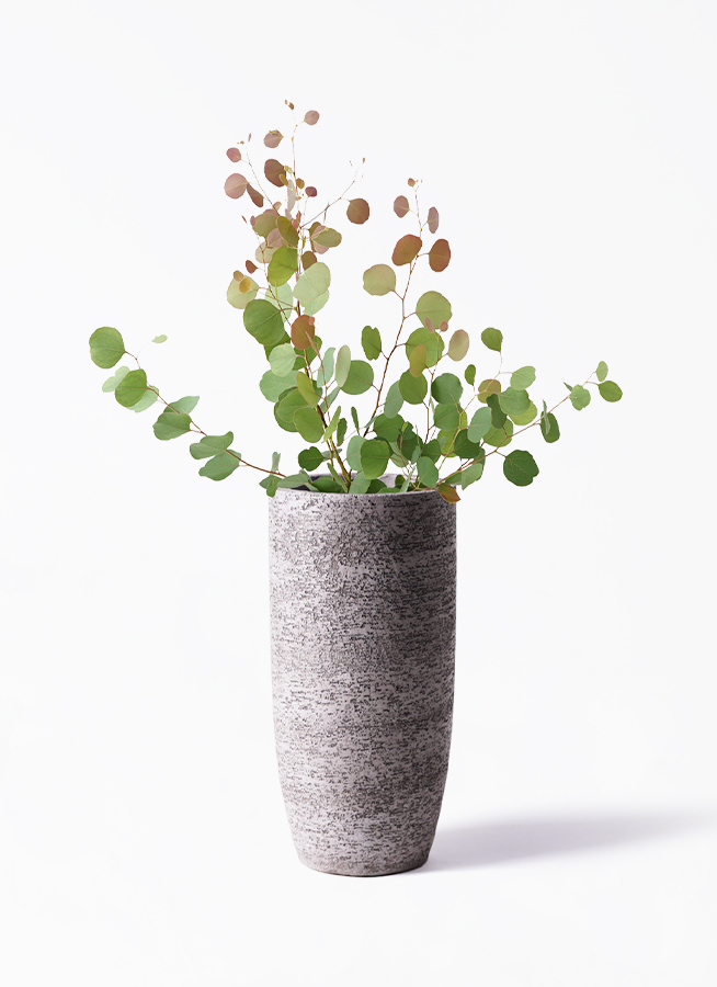 ポポラス商品です‼️ 観葉植物 ユーカリ 6号 ポポラス（ポリアンセモス） レザー