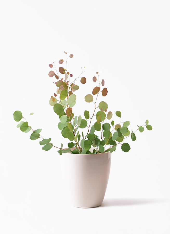 観葉植物 ユーカリ 6号 ポポラス（ポリアンセモス） プラスチック鉢