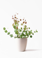 観葉植物 ユーカリ 6号 ポポラス（ポリアンセモス） ラスターポット