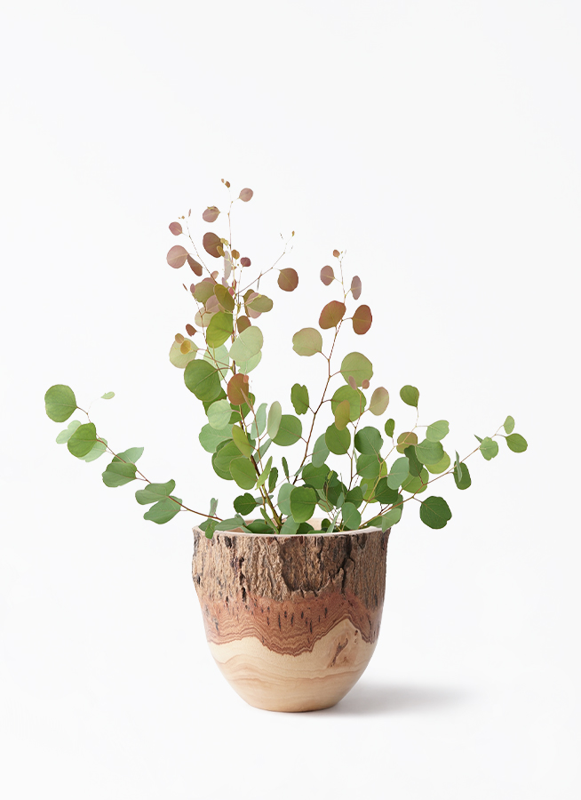 観葉植物 ユーカリ 6号 ポポラス（ポリアンセモス） アイルエッグ