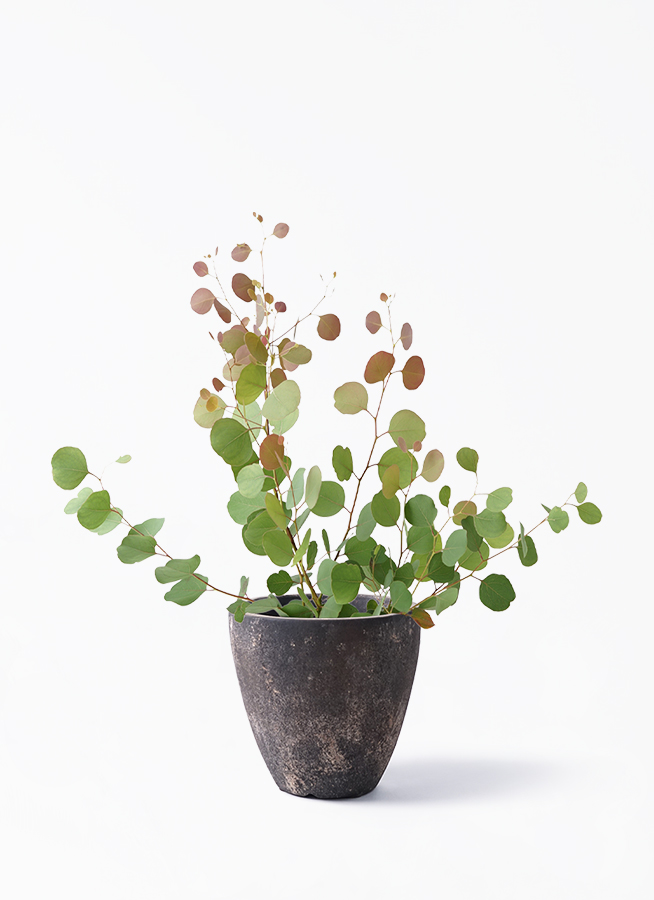 観葉植物 ユーカリ 6号 ポポラス（ポリアンセモス） Eco Stone（エコ