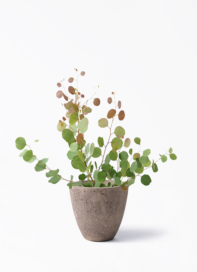 ユーカリ ポポラス 観葉植物 ユーカリ 6号 ポポラス（ポリアンセモス） ラスターポット