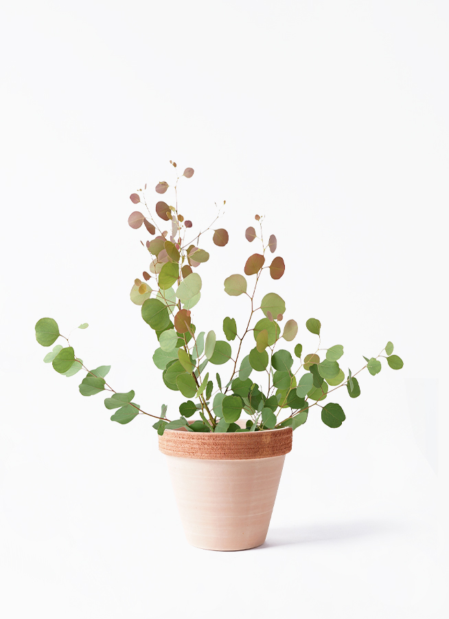 観葉植物 ユーカリ 6号 ポポラス（ポリアンセモス） スタンダード