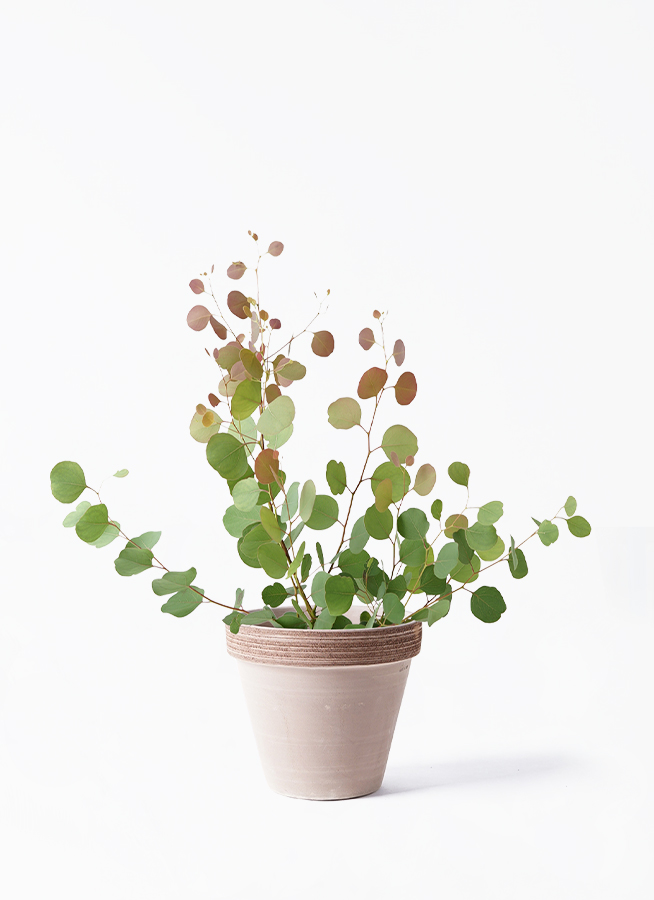 ユーカリ　ポポラス　/97 ユーカリ ポポラス /97 ユーカリ・ポポラス M | 観葉植物の通販 AND