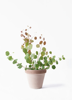 観葉植物 ユーカリ 6号 ポポラス（ポリアンセモス） スタンダード