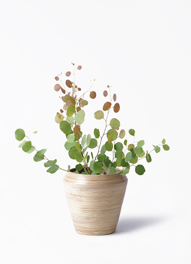 ユーカリ ポポラス（ポリアンセモス） | 観葉植物通販HitoHana