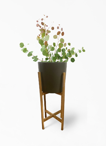 eucalyptus-183_1.jpg?1658755501