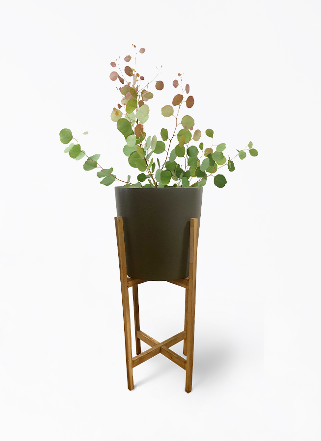 観葉植物 ユーカリ 6号 ポポラス（ポリアンセモス） ホルスト