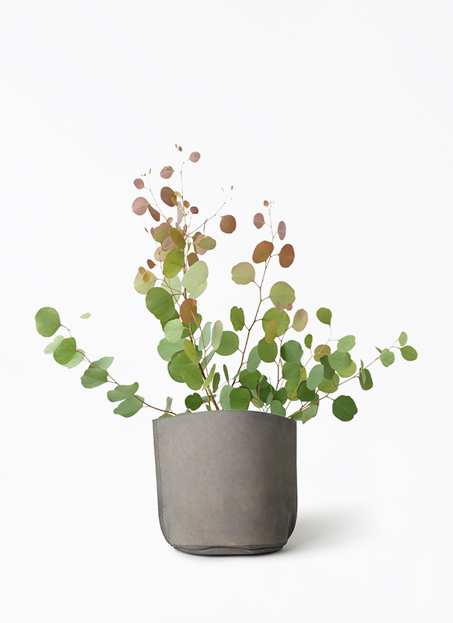 観葉植物 ユーカリ 6号 ポポラス（ポリアンセモス） レザー
