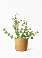 ポポラス商品です‼️ 観葉植物 ユーカリ 6号 ポポラス（ポリアンセモス） レザー