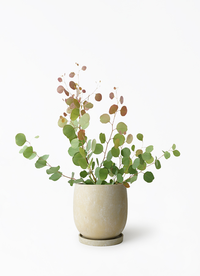 ユーカリ　ポポラス　/ 69 観葉植物 ユーカリ 6号 ポポラス（ポリアンセモス） アイルエッグ
