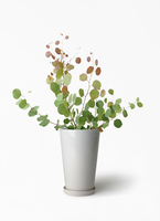 eucalyptus-219_1.jpg?1658755575