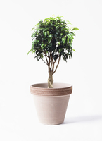 ficus-benjamina-1164_1.jpg?