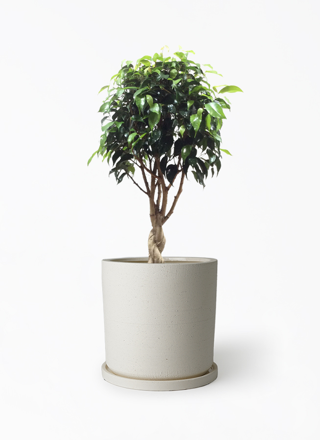 観葉植物 フィカス ベンジャミン 玉造り　スタンド仕立て　８号鉢 観葉植物 フィカス ベンジャミン 6号 玉造り ストーンウェア