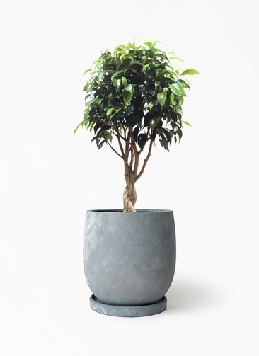 ficus-benjamina-1188_1.jpg?