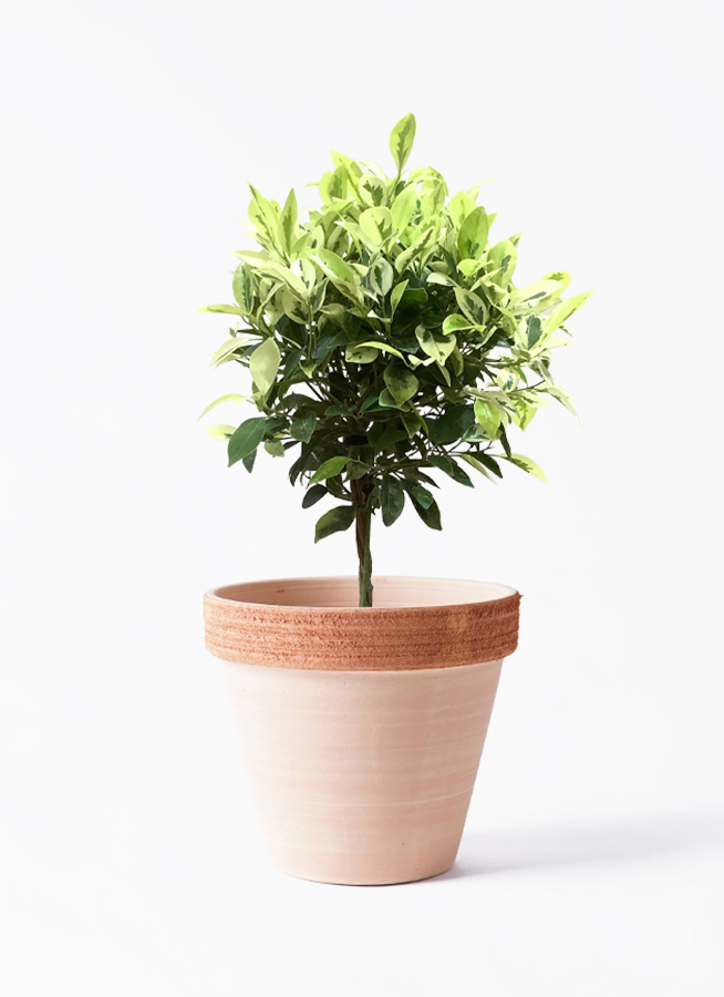 観葉植物 フィカス ベンジャミン 6号 斑入りスタンダードポット