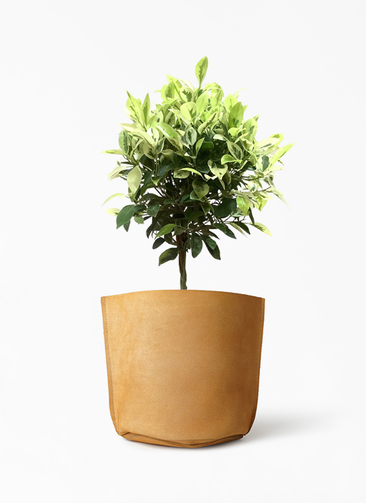 ficus-benjamina-golden-218_1.
