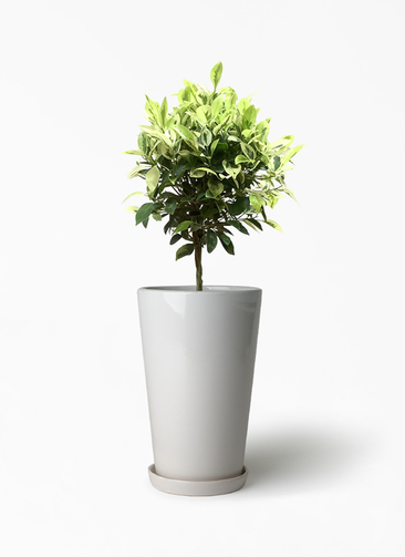フィカス　ベンジャミン　ゴールデンスポット　黄斑　6号　観葉植物 ficus-benjamina-golden-229_1.