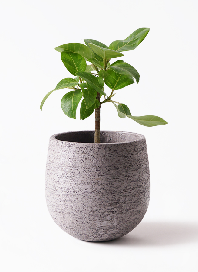 観葉植物 フィカス アルテシーマ 6号 ストレート ラウンド 付き | 観葉