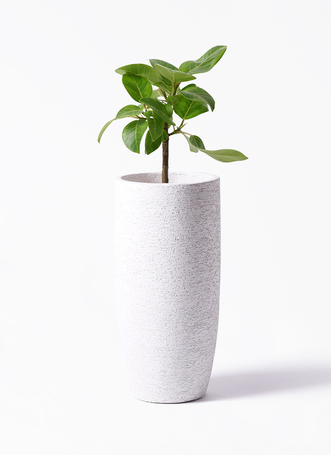 観葉植物 フィカス アルテシーマ 6号 ストレート プラスチック鉢