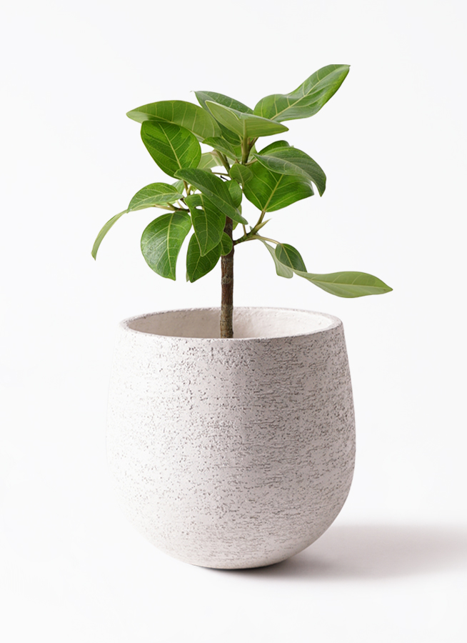 観葉植物 フィカス アルテシーマ 6号 ストレート プラスチック鉢