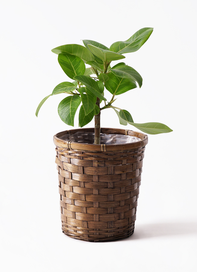 観葉植物 フィカス アルテシーマ 6号 ストレート プラスチック鉢