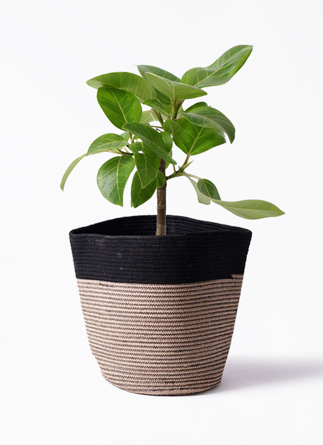 観葉植物 フィカス アルテシーマ 6号 ストレート ラウンド 付き | 観葉