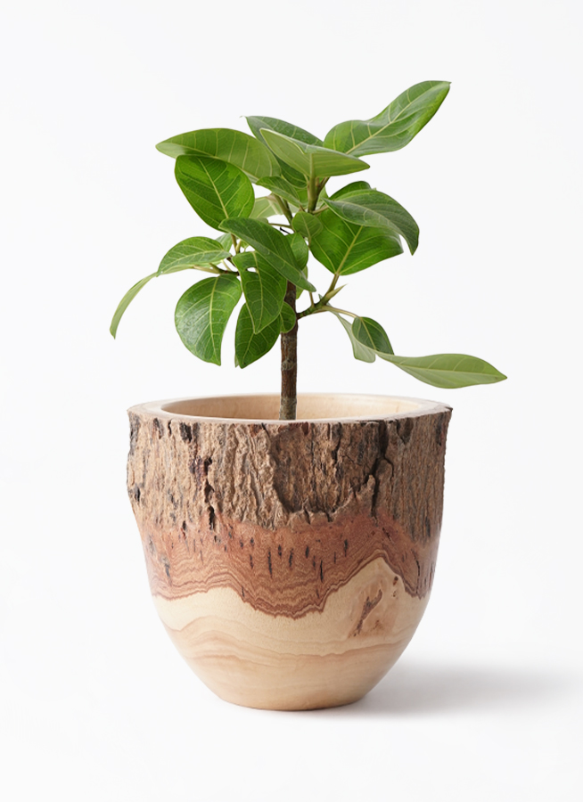 フィカス アルテシマ Altissima 6号 観葉植物 ゴムの木 フランスゴム フィカス アルテシマ Altissima 6号 観葉植物 ゴムの木 フランスゴム