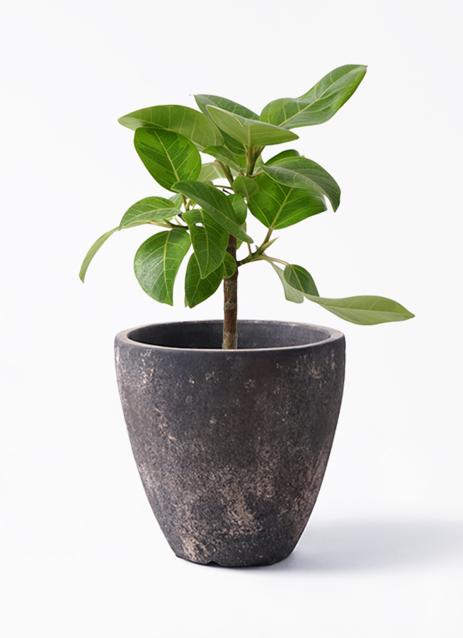 観葉植物 フィカス アルテシーマ 6号 ストレート プラスチック鉢