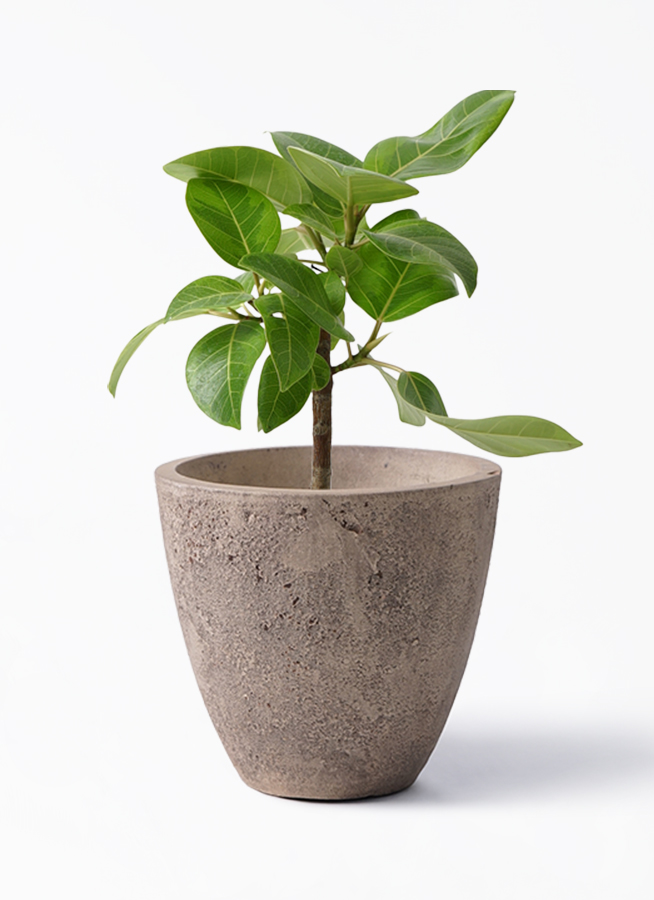 観葉植物 フィカス アルテシーマ 6号 ストレート Rib Basket（リブ