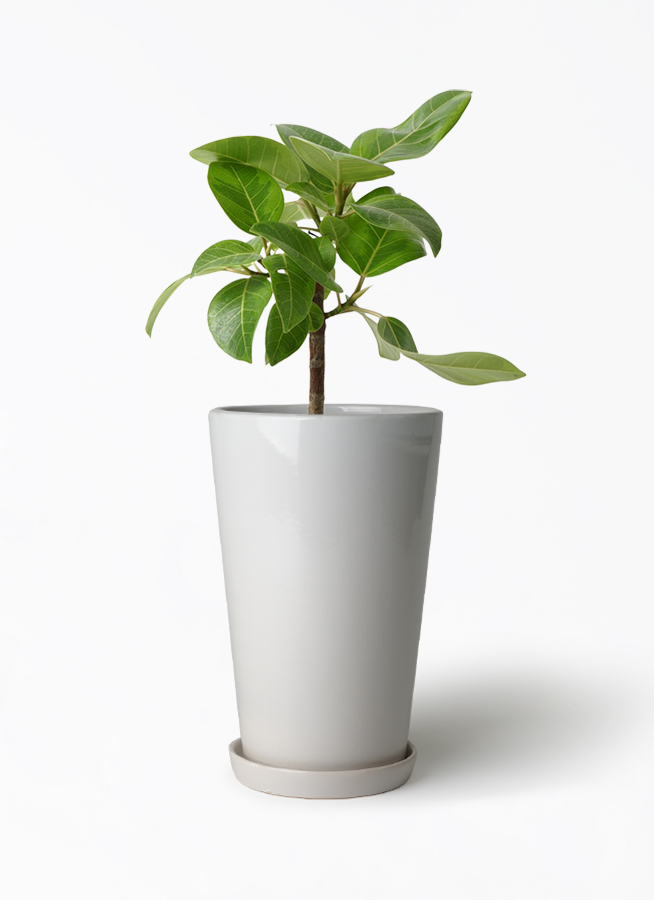 ficus-altissima-1088_1.jpg?