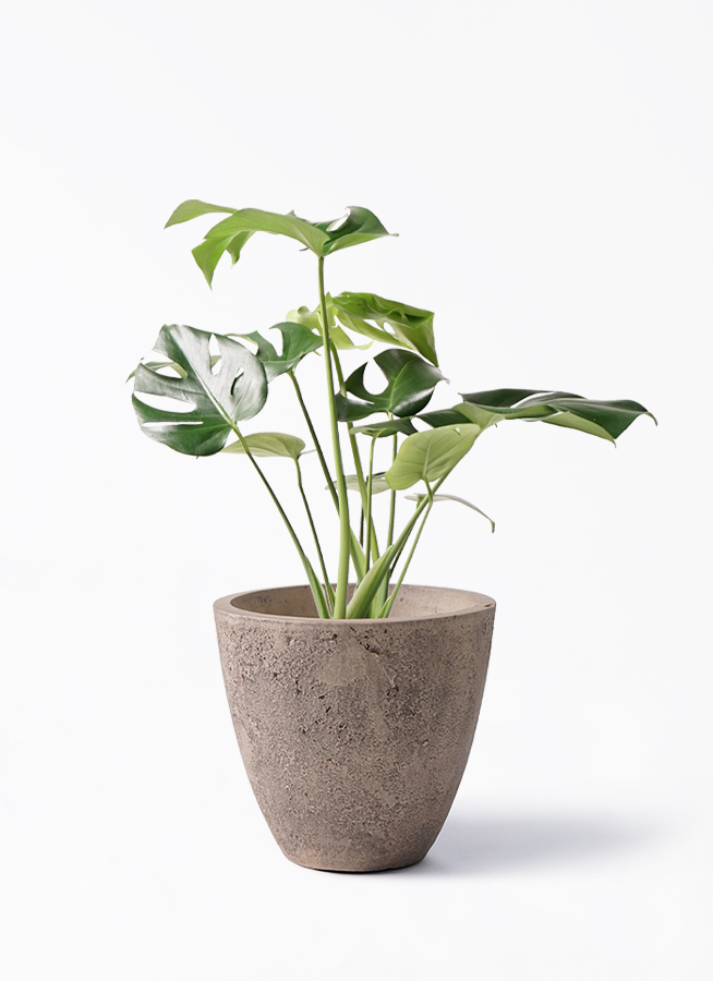 モンステラ 6号 | 観葉植物 | インテリアやギフトに - Hitohana