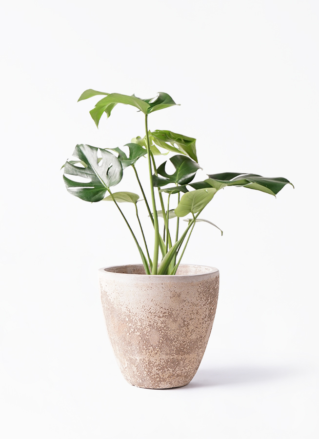 モンステラ 6号 | 観葉植物 | インテリアやギフトに - Hitohana（ひと
