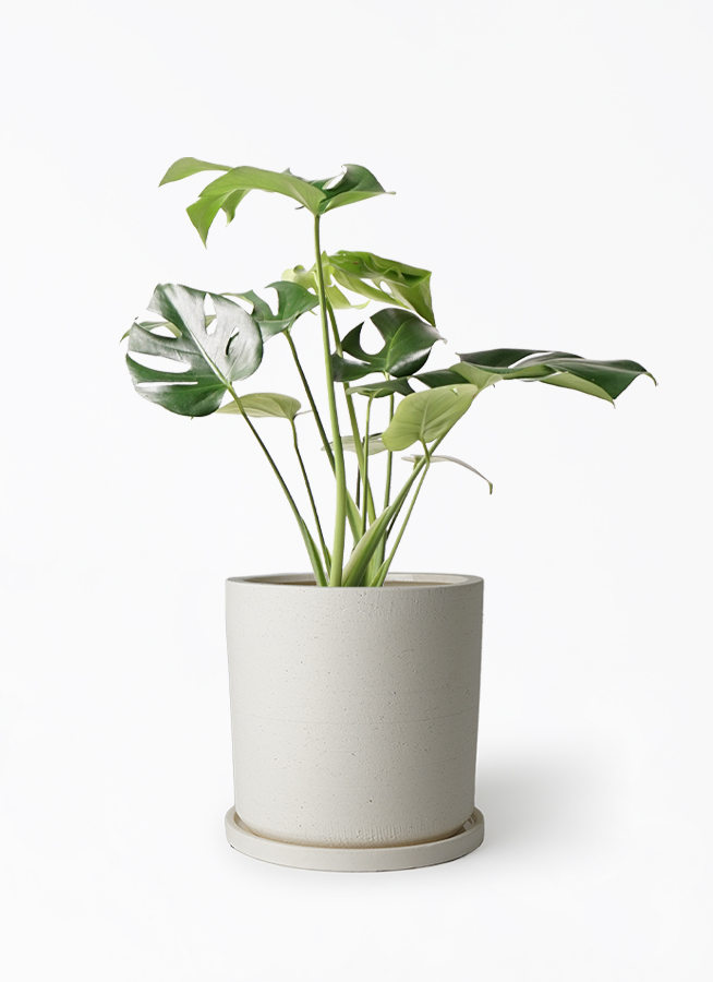 モンステラ 6号 | 観葉植物 | インテリアやギフトに - Hitohana（ひと