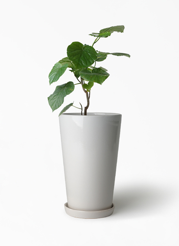 観葉植物 フィカス ウンベラータ 8号 ノーマル ラスターポット