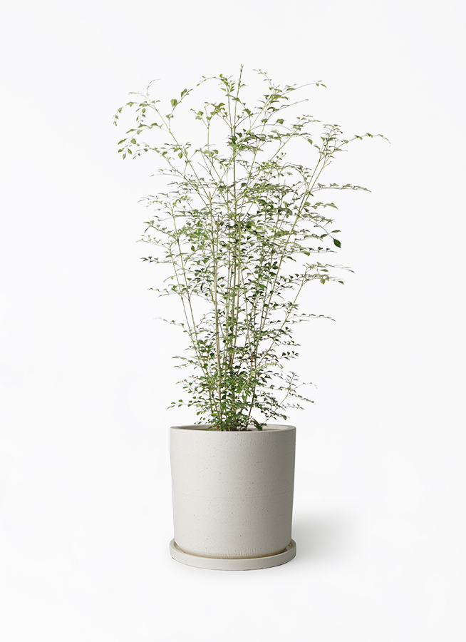 シマトネリコ 6号 | 観葉植物通販HitoHana(ひとはな)