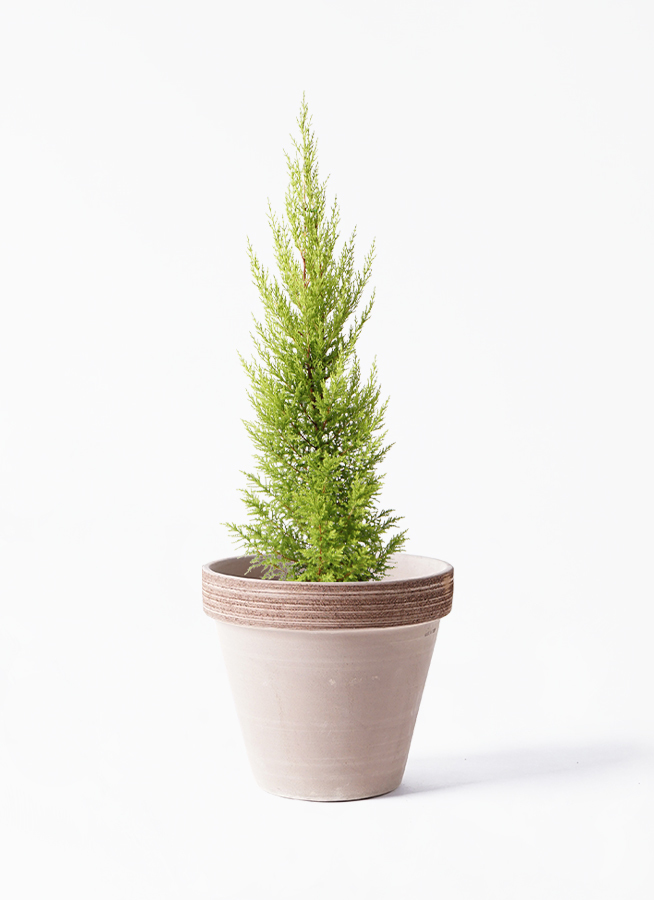 観葉植物 ゴールドクレスト 6号 ノーマル スタンダードポット コーヒースクラッチ 付き 観葉植物ならhitohana ひとはな