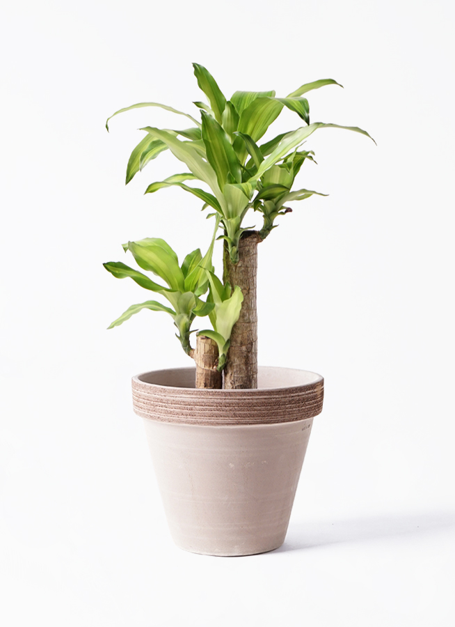 観葉植物 ドラセナ 幸福の木 6号 ノーマル スタンダードポット 観葉植物 ドラセナ 幸福の木 6号 ノーマル スタンダードポット