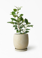 ficus-rubiginosa-408_1.jpg?