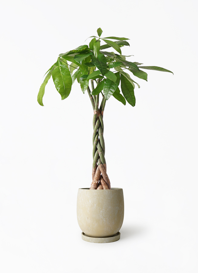 巨木感！パキラ6号！鉢ごと発送 塊根植物 観葉植物 観葉植物 パキラ 6号 ねじり アイルエッグ イエロー 付き | 観葉植物