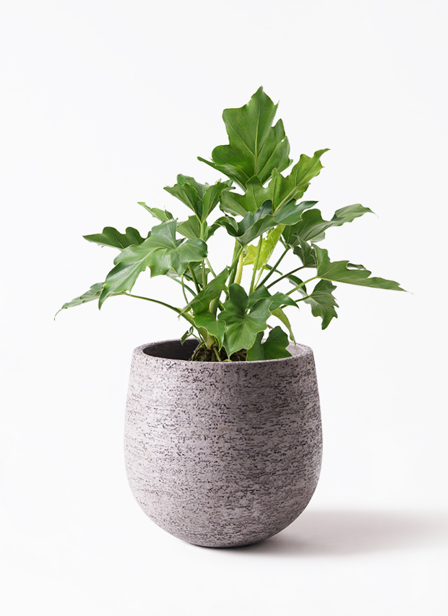 観葉植物 フィロデンドロン 6号 セローム ヒトデカズラ アイルエッグ